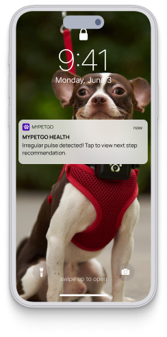 Health And Wellness Monitor For Better Insight On Your Pet │ MyPetGo -  Doobert LIVE